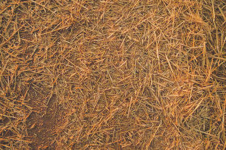 Natural golden yellow dry straw on a ground background textureの写真素材