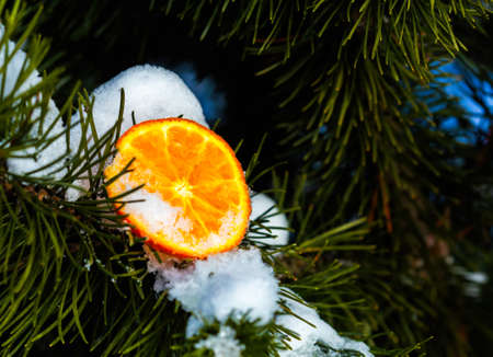 A slice of orange tangerine on an evergreen fir pine tree branch covered with snow.の写真素材