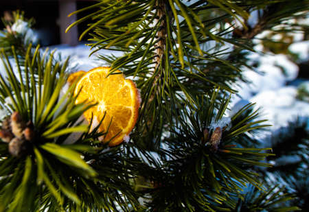 A slice of orange tangerine on an evergreen fir pine tree branch covered with snowの写真素材