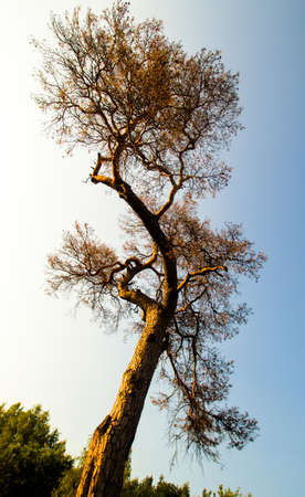 Old dry shriveled crumpled pine tree in front of blue sky. Vertical warm sunset summer photo.の写真素材