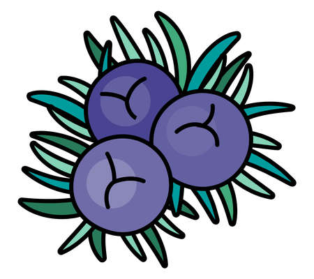 Juniper berries and needles cartoon style illustration. For menu, farmers market or design, cookbook decoration, gin labels, stickers etc.のイラスト素材