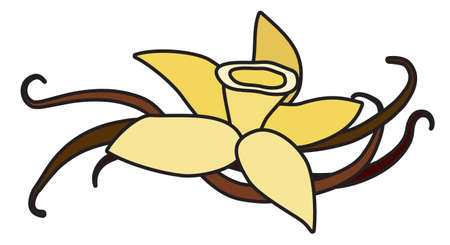 Yellow vanilla orchid flower and pods doodle cartoon style illustration. For menu, farmers market design, cookbook decoration, stickers etc.のイラスト素材