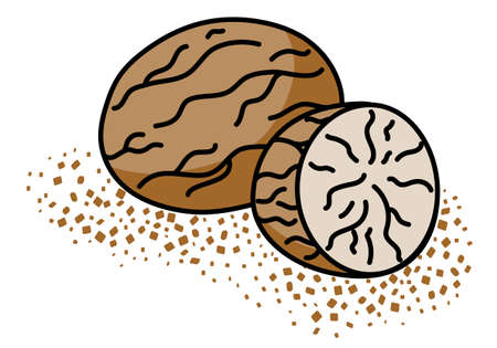 Doodle cartoon whole and grated nutmeg spice. For menu, farmers market design, cookbook decoration, stickers etc.のイラスト素材
