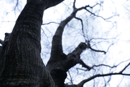 tree