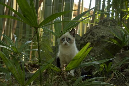 little kitten hid among the green grassの写真素材