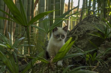 little kitten hid among the green grassの写真素材
