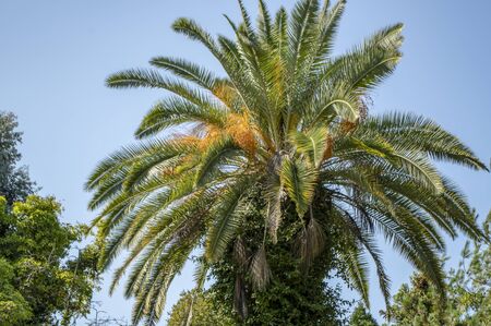 Palm leaves against the blue sky. Beautiful tropical background.の写真素材