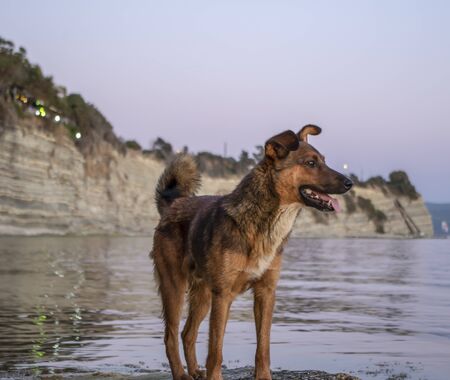 Dog on the shore against the sea.の写真素材