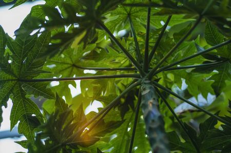Papaya Green treeの写真素材