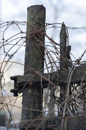 Dry vine covered a metal fenceの写真素材