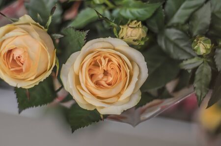 Yellow rose. "Henrietta Barnett" (Harmaxim), in bud.の写真素材