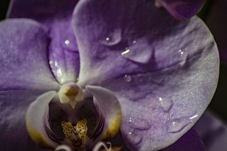 Purple orchid water drops. On a dark backgroundの写真素材