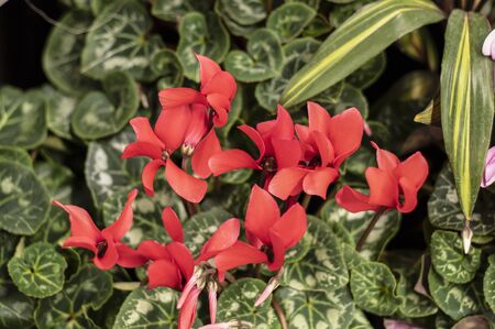 Persian cyclamen is a flowering herbaceous perennial plant.の写真素材
