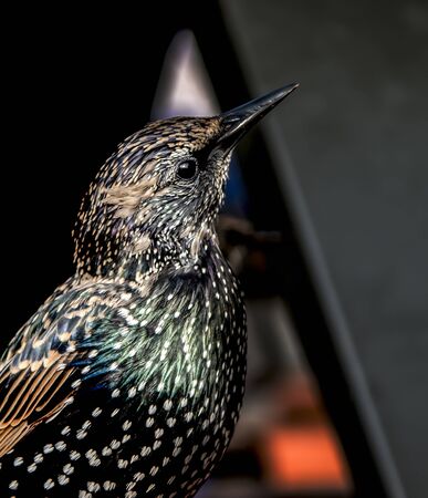 A beautiful, starling looks at the camera in the profile shot, from chest to top. Minimally blurred backgroundの写真素材