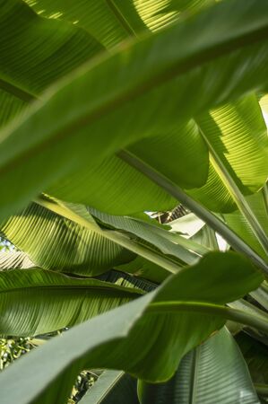 tropical banana leaf texture, large palm foliage natural dark green background