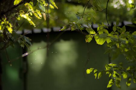 Water drops, bokeh and the sun after the rain.の写真素材