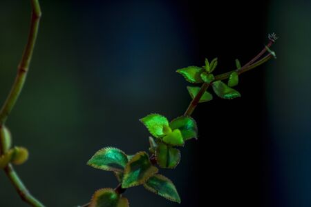 Closeup of nature view of dark green leaves on a dark background, using as a background conceptの写真素材