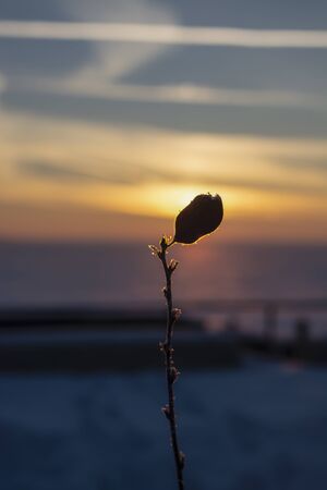Frozen leaf at sunset. Togliatti.の写真素材