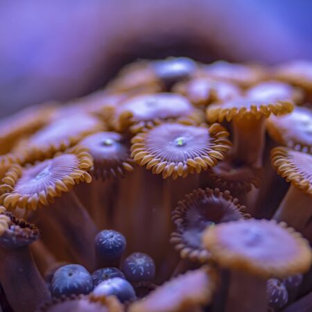 colored corals in a marine aquarium. macro photography.の写真素材