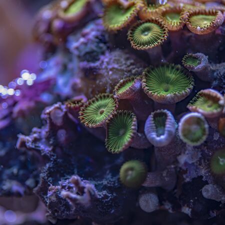 colored corals in a marine aquarium. macro photography.の写真素材