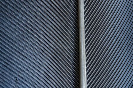 Black and white image of a piece of bird feathers, close-upの写真素材