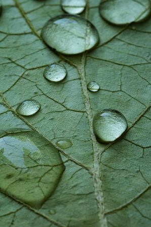 Drops of water on a green leafの写真素材