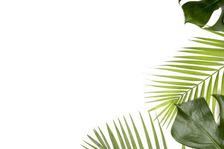 Frame for text from green palm leaf branches on a white background. Minimal style, top view, flatlay, copy spaceの写真素材