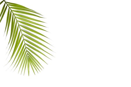 Frame for text from green palm leaf branches on a white background. Minimal style, top view, flatlay, copy spaceの写真素材