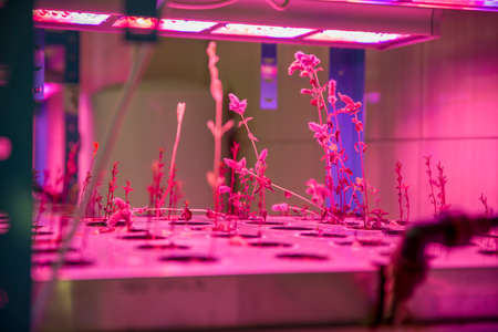 Moscow, Russia May 13, 2020: Plants in a vertical growing system with LED lights.のeditorial素材
