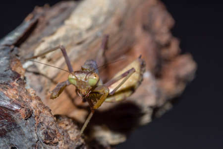 close-up shot of a praying mantis on a twig in natureの写真素材