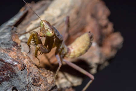 close-up shot of a praying mantis on a twig in natureの写真素材