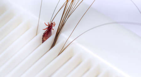 Brown head louse in hair on a white comb. Isolated on white backgroundの写真素材