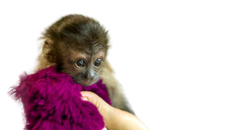 A newborn capuchin on a white background fits in the palm of your hand. Copyspace for text