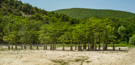 Lake Cypress in Sukko. Attractions of Anapa. Green lake. The nature of Russia. A dry lake. Changing of the climate.の写真素材