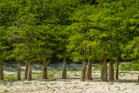 Lake Cypress in Sukko. Attractions of Anapa. Green lake. The nature of Russia. A dry lake. Changing of the climate.の写真素材