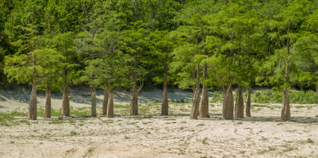 Lake Cypress in Sukko. Attractions of Anapa. Green lake. The nature of Russia. A dry lake. Changing of the climate.の写真素材