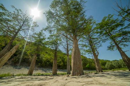 Lake Cypress in Sukko. Attractions of Anapa. Green lake. The nature of Russia. A dry lake. Changing of the climate.の写真素材