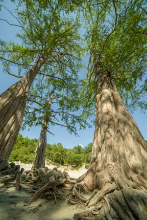 Lake Cypress in Sukko. Attractions of Anapa. Green lake. The nature of Russia. A dry lake. Changing of the climate.の写真素材
