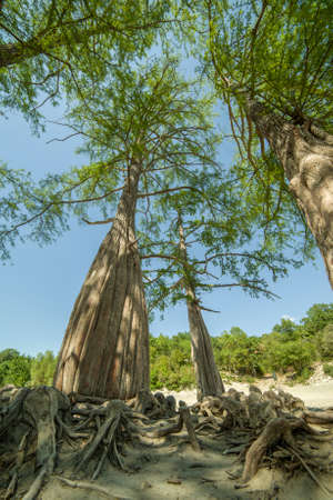 Lake Cypress in Sukko. Attractions of Anapa. Green lake. The nature of Russia. A dry lake. Changing of the climate.の写真素材