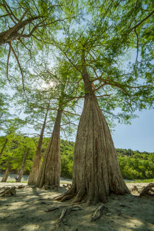 Lake Cypress in Sukko. Attractions of Anapa. Green lake. The nature of Russia. A dry lake. Changing of the climate.の写真素材