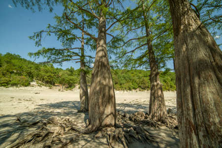 Lake Cypress in Sukko. Attractions of Anapa. Green lake. The nature of Russia. A dry lake. Changing of the climate.の写真素材