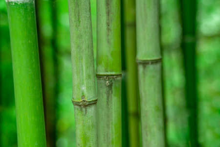 Bamboo forest, natural green background in the Sochi arboretum.の写真素材