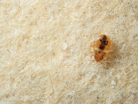 Bed Bug on the upholstery of the sofaの写真素材