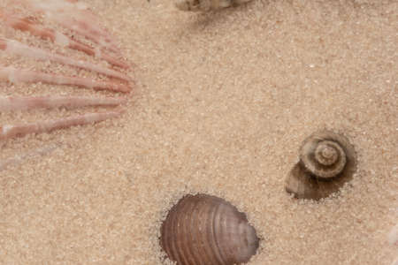 Close-up of colored seashells on the sandy beachの写真素材