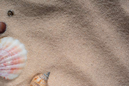 Seashells, on a background of sand. View from above. Flat lay with Copyspace in the centerの写真素材