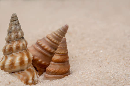 Three small seashells on a sandy beach. Summer backgroundの写真素材