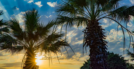 palm trees sunset golden blue cloudy sky, summer background. Resort vacation conceptの写真素材