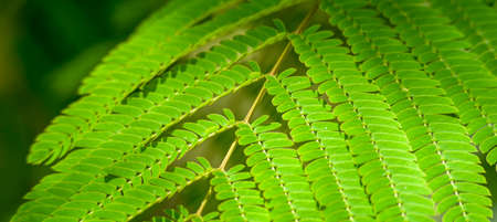 green leaf background texture with sunlight. Summer backgroundの写真素材