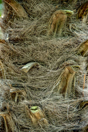 Close-up trunk of palm bark. Vertical background without peopleの写真素材