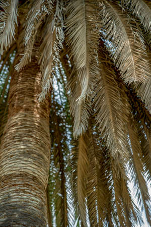 Dried dead brown palm leaves hanging from the tree.の写真素材